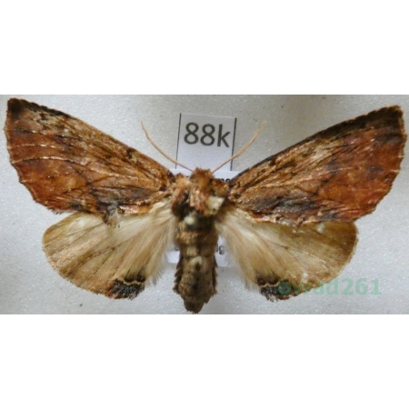 Ptilodon capucina (Linnaeus, 1758) male Wiechetka wielbłądka Czech88k